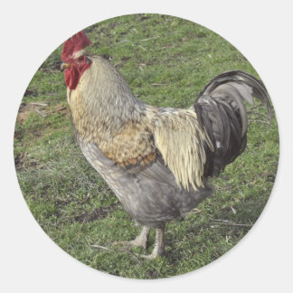 Adesivo cockerel leve sussex cross