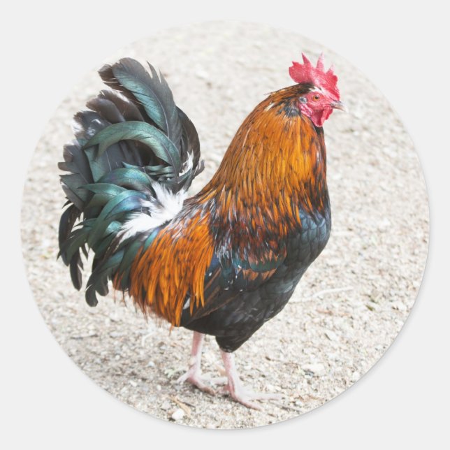 Adesivo Cockerel Stickers (Frente)