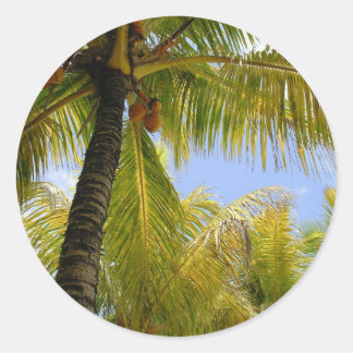 Adesivo Cocos
