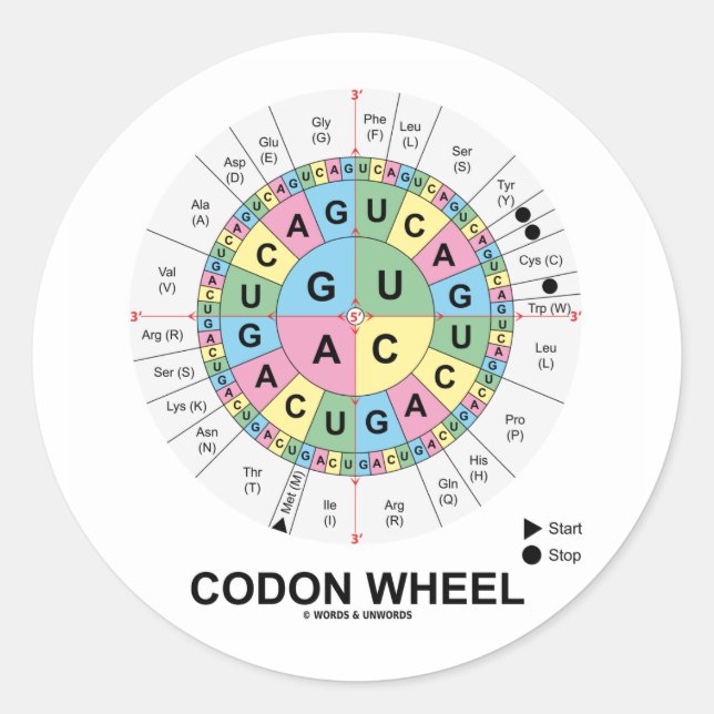 Adesivo Codon Wheel (RNA Codons Aminoácidos) (Frente)