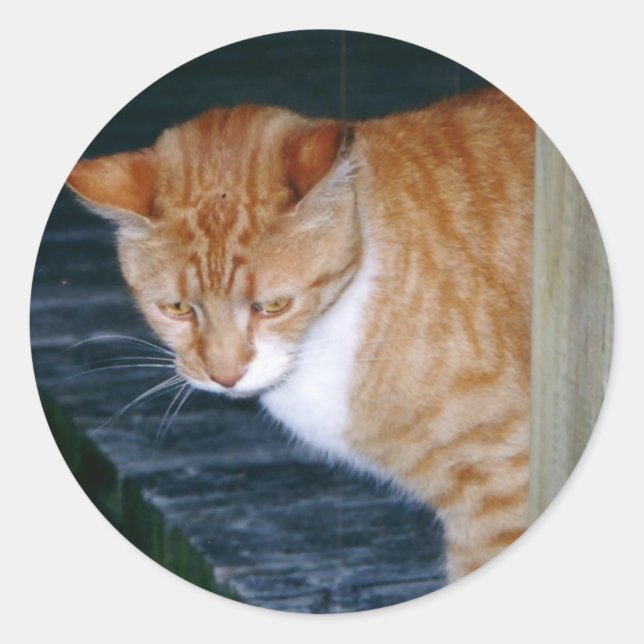 Adesivo Cody os Stickers (Frente)