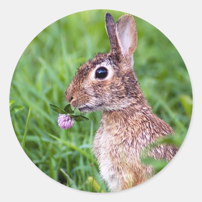 Adesivo Coelho (Frente)