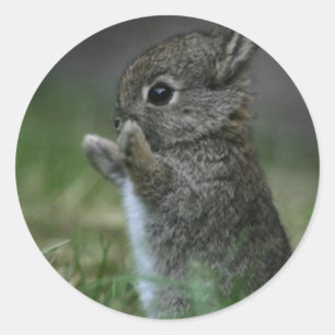 Adesivo Coelho bonito