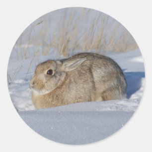 Adesivo Coelho Cottontail R5