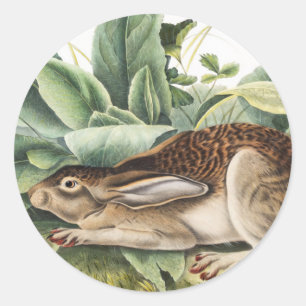 Adesivo Coelho da lebre de cauda negra (Lepus negricaudatu