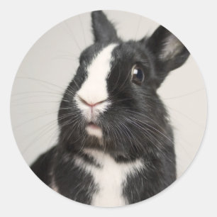 Adesivo Coelho de coelho preto e branco adorável