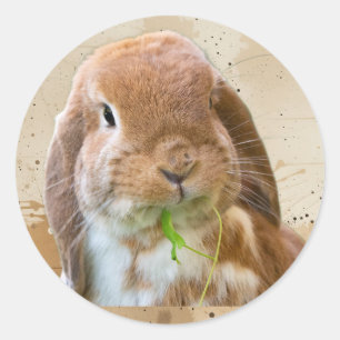 Adesivo Coelho de Estimação Animal Bonito
