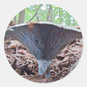 Adesivo Cogumelo do azul de índigo do Lactarius