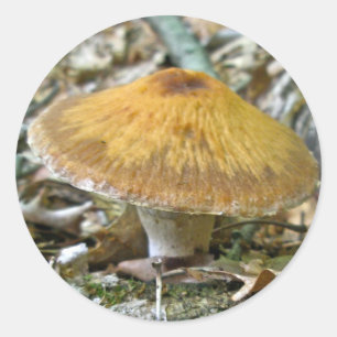 Adesivo Cogumelos da floresta que coordenam artigos