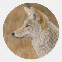 Adesivo coiote