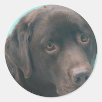 Colas de Cachorro de Chocolate