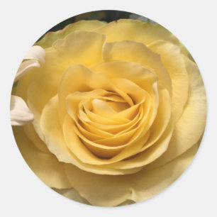Adesivo Colas de Envelope Rosa Amarelo