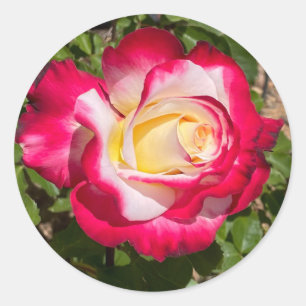 Adesivo Colas de Rosa Vermelhas e Amarelas