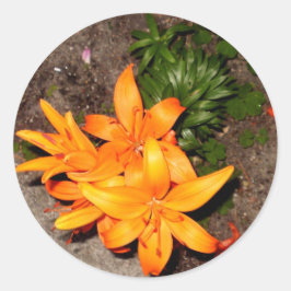 ADESIVO "COLEÇÃO ALARANJADA DA LEMBRANÇA DA FLOR "