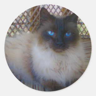 Adesivo Coleção do gatinho dos olhos azuis