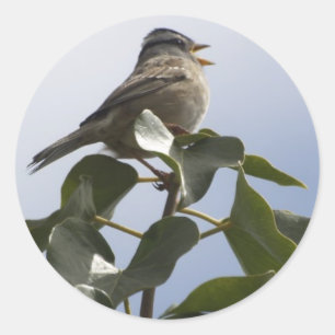 Adesivo Coleção primavera SONG BIRD