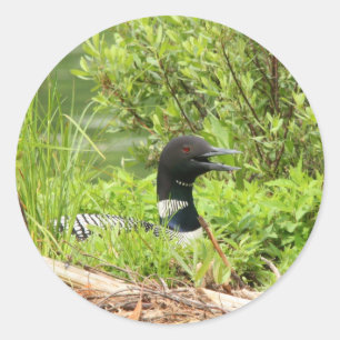 Adesivo Coletor de Colchões