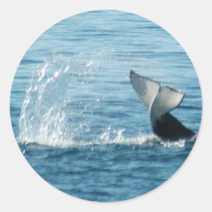 Adesivo Coletor Orca Tail