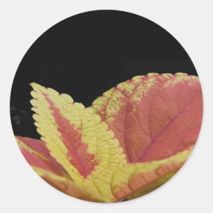 Adesivo Coleus Leaves