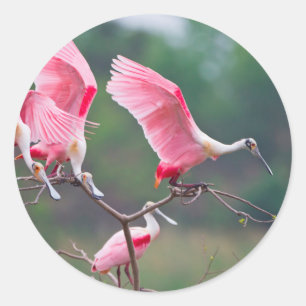 Adesivo Colhereiros Rosados (Ajaia Ajaja) Pousando