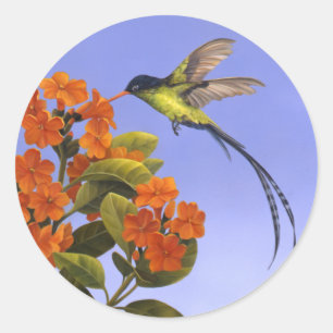Adesivo Colibri