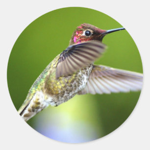 Adesivo Colibri (5)