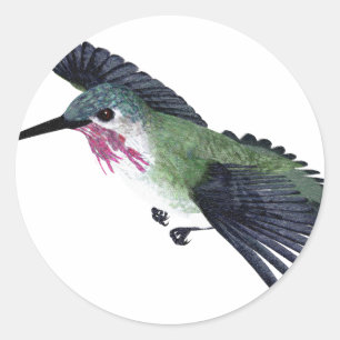 Adesivo Colibri do Calliope