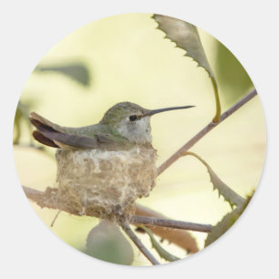 Adesivo Colibri fêmea em seu ninho