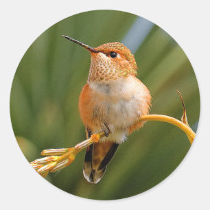 Adesivo Colibri Rufous em repouso