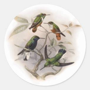 Adesivo Colibris em vôo
