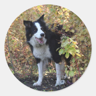 Adesivo collie de fronteira