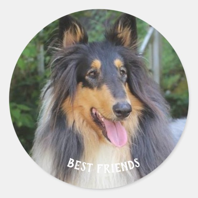 Adesivo Collie dog Best FRIENDS (Frente)