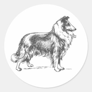 Adesivo Collie Dog Sticker