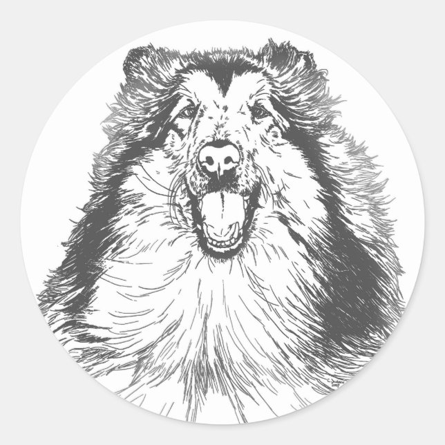 Adesivo Collie Head Study Art (Frente)