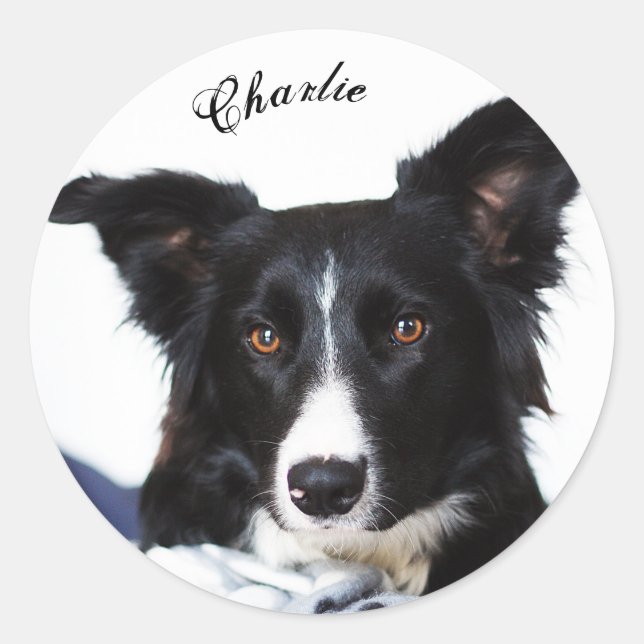 Adesivo Collie Preto e Branco Personalizado (Frente)