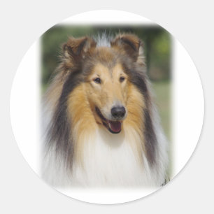 Adesivo Collie Roiugh AA011D-031
