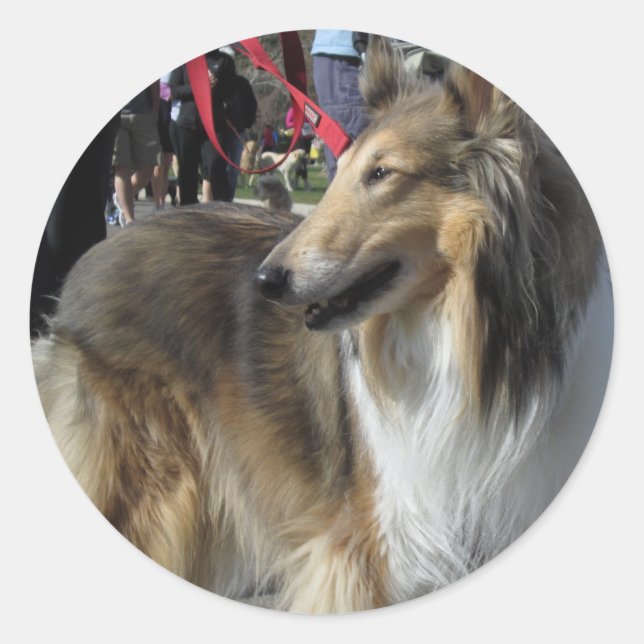 Adesivo Collie Sticker (Frente)