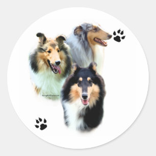 Adesivo Collie Trio - Sticker