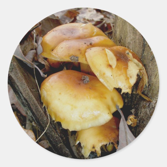 Adesivo Colônia Laranja Cogumelos (Frente)