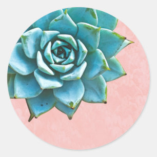 Adesivo Coloração d'água Suculta Lace Rosa