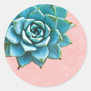 Adesivo Coloração d'água Suculta Lace Rosa