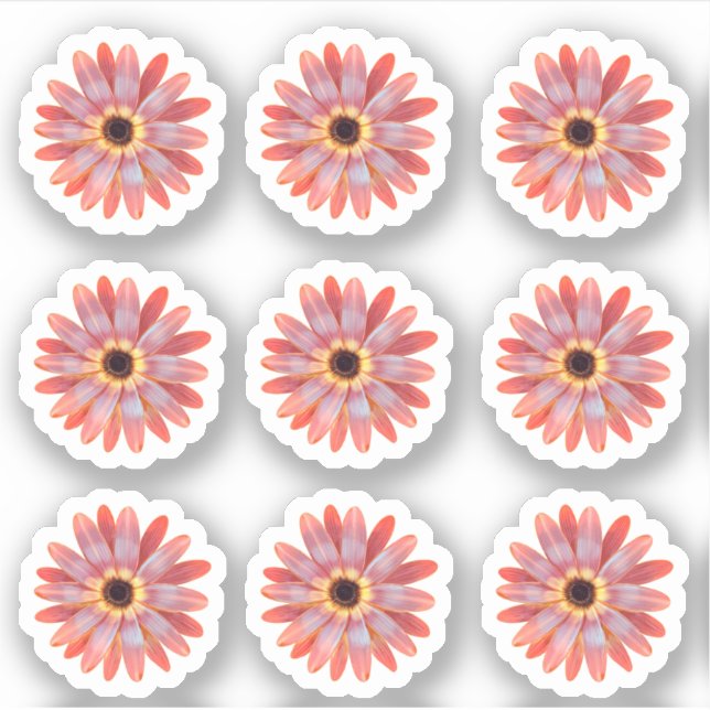 Adesivo Colorida Gerbera Daisy Floral Sticker (Frente)