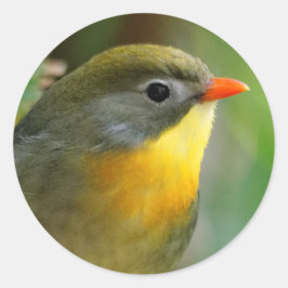 Adesivo Colorida Leiothrix / Pekin Robin Songbird