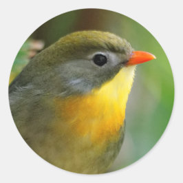 Adesivo Colorida Leiothrix / Pekin Robin Songbird