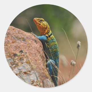 Adesivo Colorida Lizard