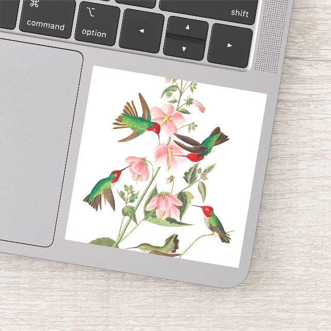 Adesivo Columbian Humming por John James Audubon (Detalhe)