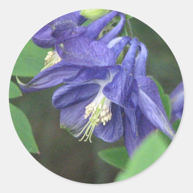 Adesivo Columbine Sticker (Frente)