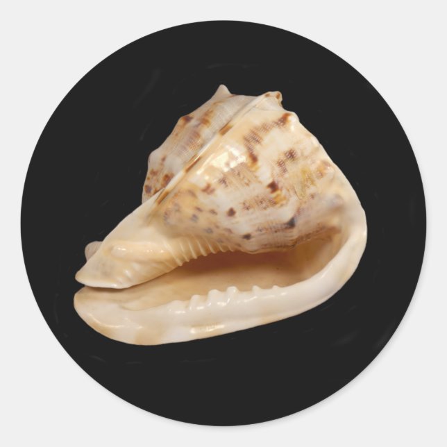 Adesivo Conch Shell Sticker (Frente)