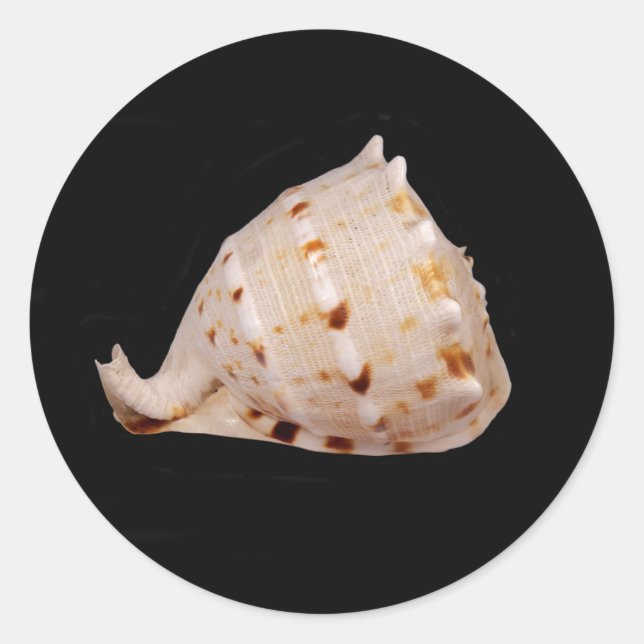 Adesivo Conch Shell Sticker (Frente)