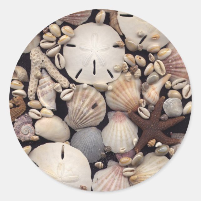 Adesivo Conchas (Frente)